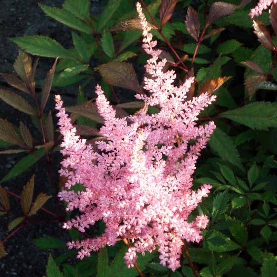 Astilbe d'arends 'erika' godet de 8/9 cm