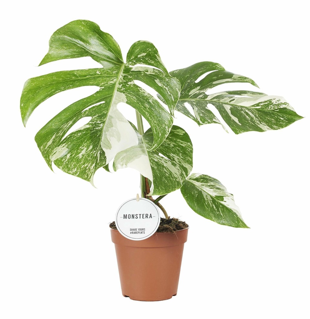 monstera hat schwarze flecken Tipps zur Pflege deiner Pflanze : Monstera deliciosa – PflanzenFuerAlle main image 0