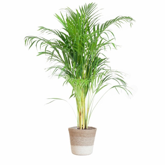 Palmier areca et son pot panier blanc - hauteur 100cm