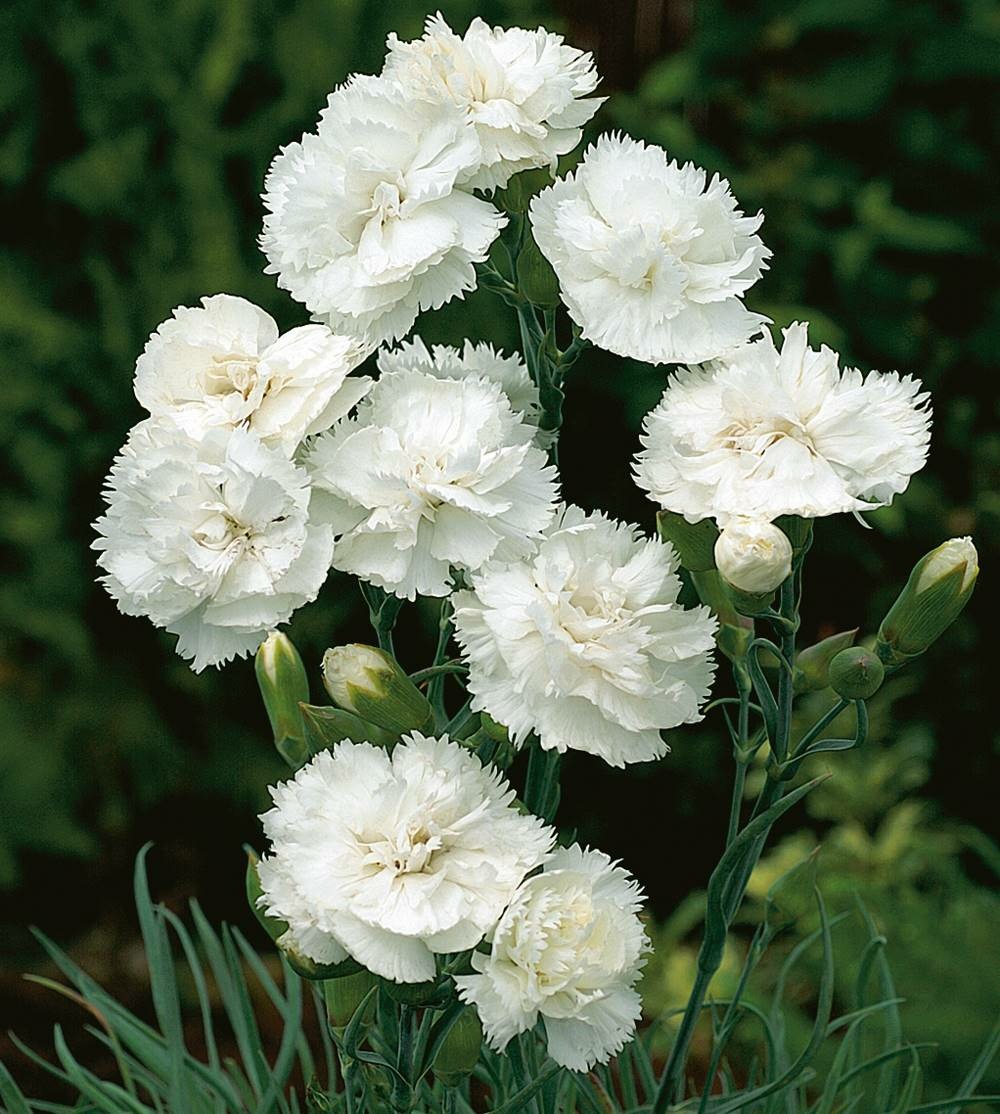 Oeillet haytor white plante vivace - 3 godets