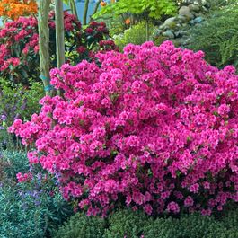 Azalée Rose Ruffels Azalée du japon rose - le pot / ø 9cm / hauteur livrée environ 15cm ...
