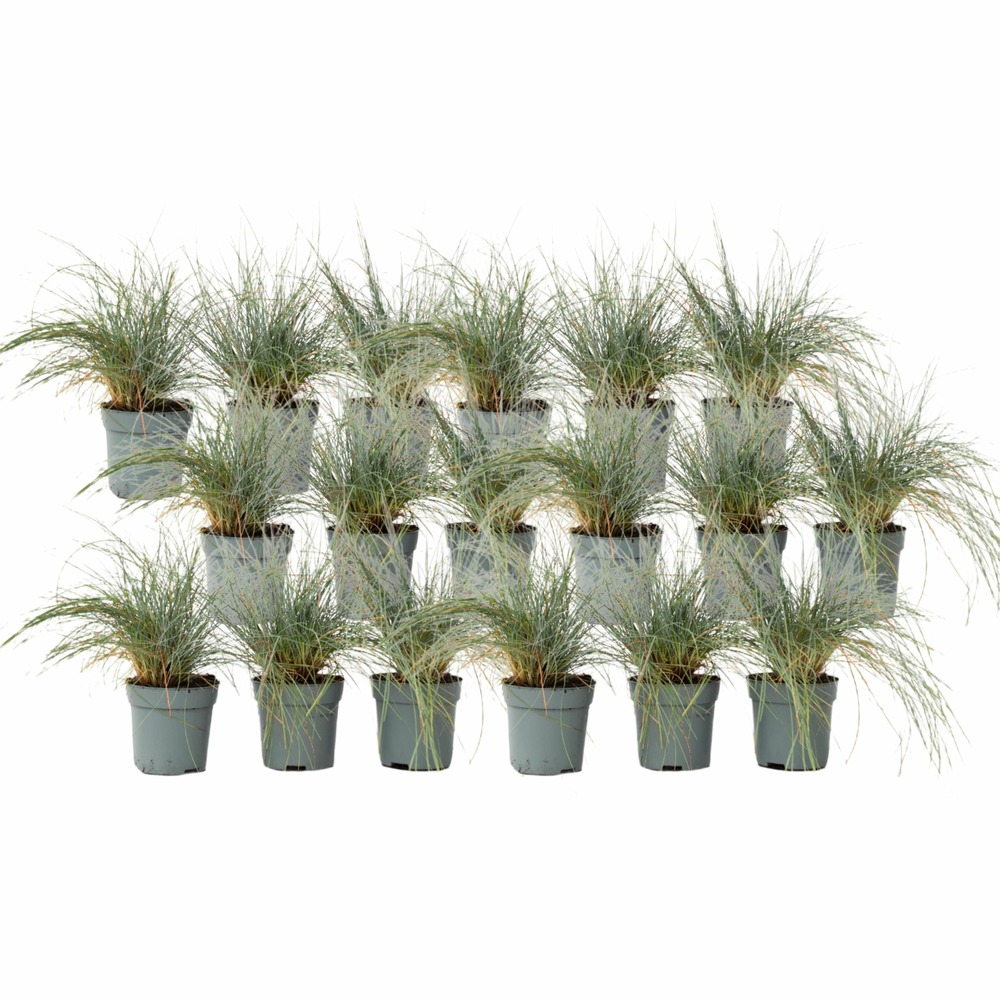 Fétuque - set de 18 - festuca glauca 'elijah blue' - hauteur 10-15cm - ⌀9cm