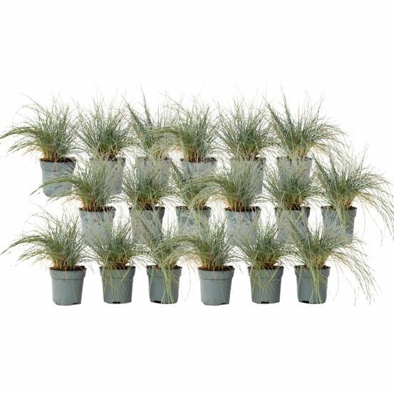 Fétuque - set de 18 - festuca glauca 'elijah blue' - hauteur 10-15cm - ⌀9cm