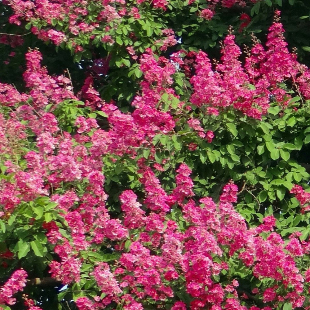 Lilas des indes rose fuchsia, lagerstroemia pot de 10l - 60/80 cm