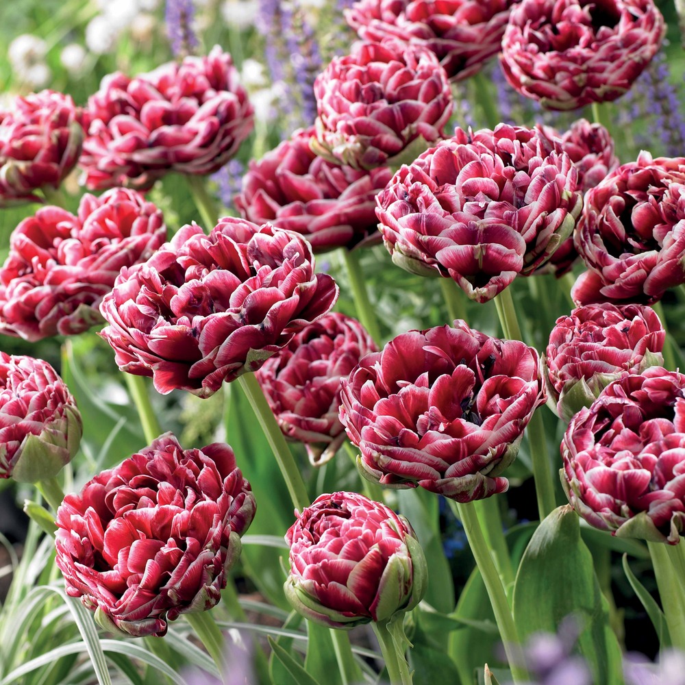 7 tulipes à fleurs de pivoine dream touch - le sachet de 7 bulbes / circonférence 11-12cm