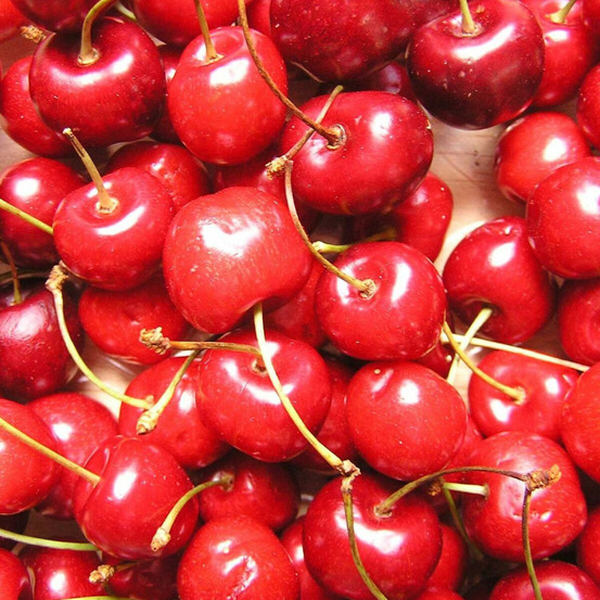 Cerisier bigarreau reverchon pot de 15l - 1/2 tige - 150/175 cm