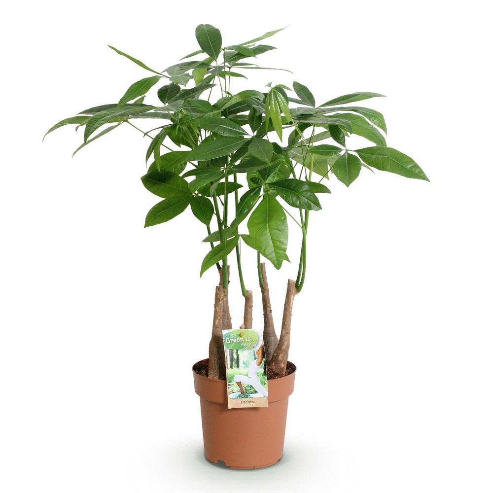 Pachira aquatica plusieurs pieds - arbre à argent - pot de 17cm - hauteur 50-55cm