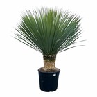 Yucca rostrata h140cm