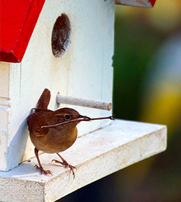 nichoir blanc et rouge oiseaux
