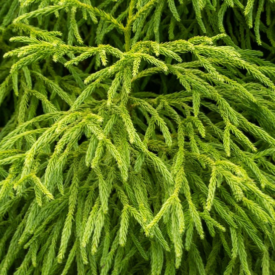 Cryptoméria du japon twinkle toes - cryptomeria japonica twinkle toes 15/25cm pot 2,5l