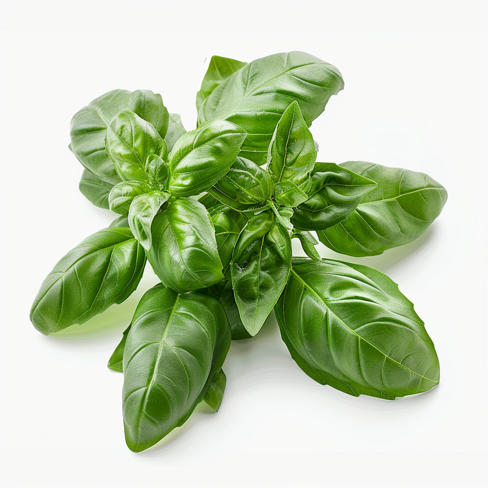 500 graines de basilic - semisauvage permaculture