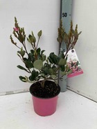 Rhaphiolepis indica   rose - taille pot de 6 litres ? 30/40 cm