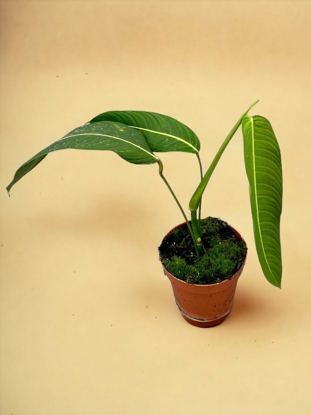 Philodendron heterocraspedon