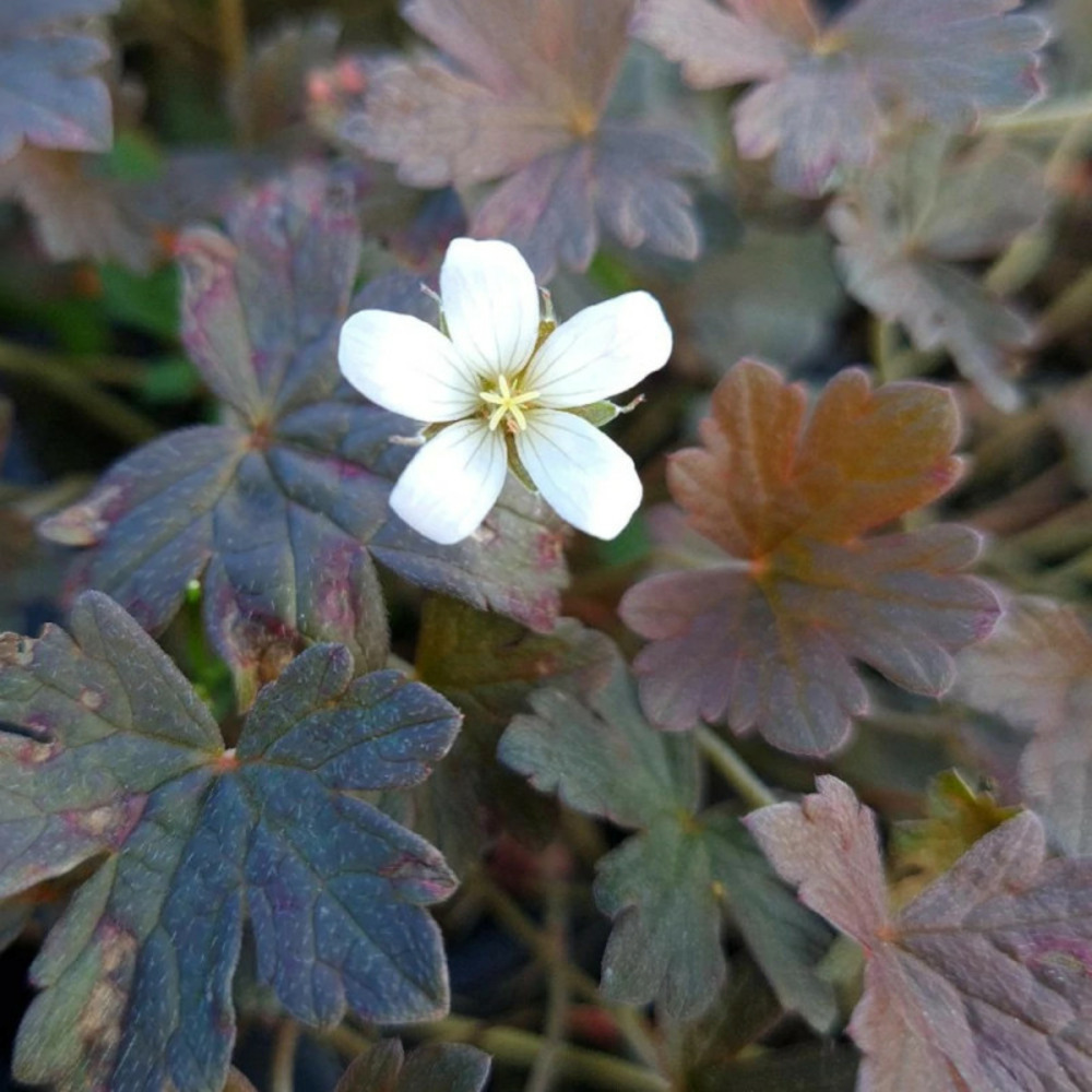 Géranium vivace sanne lot de 3 godets