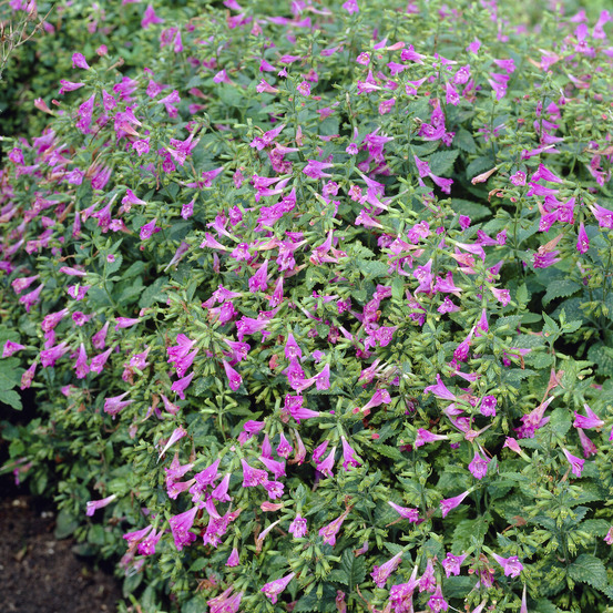 Calament - thés de l'aubrac - le pot / ø 9cm