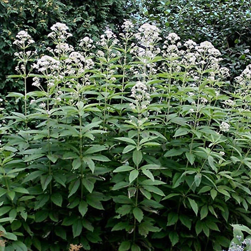 Eupatoire fistuleuse 'bartered bride' godet de 8/9 cm