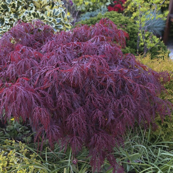Érable du japon 'crimson queen' pot de 2l/3l