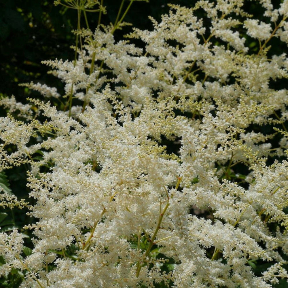 Astilbe d'arends bumalda godet - 5/20 cm