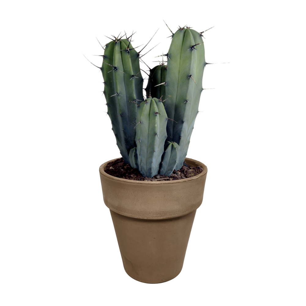 Myrtillocactus h40cm - cactus d'intérieur