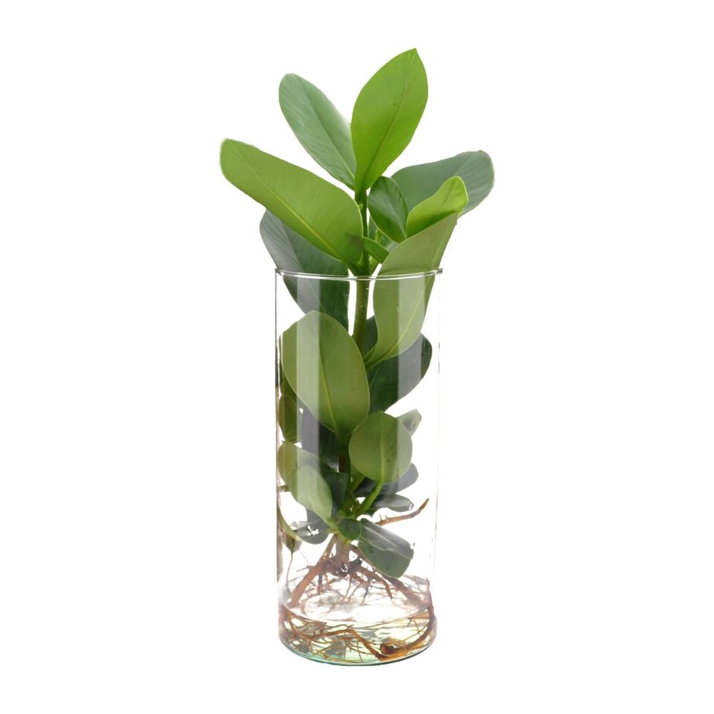 Clusia in cylinder glas - ø12cm - ↕30cm - plantes d'intérieur