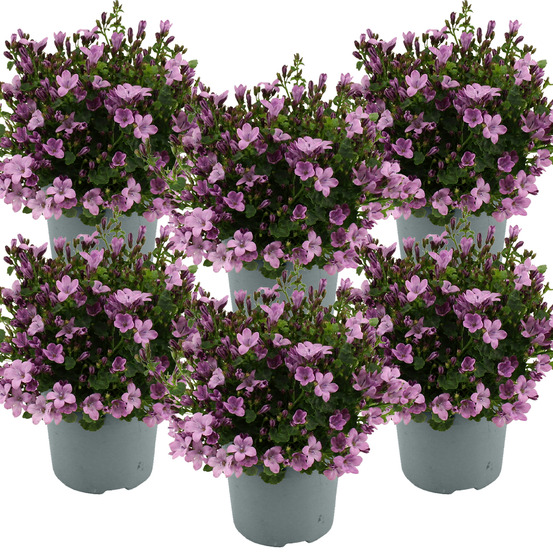Lot de 6 - campanula ambella pink - campanule - couvre-sol - 10-20 cm de haut - pot 10,5 cm