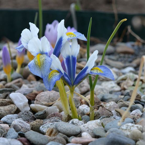 Iris réticulé 'sea breeze' bulbe calibre 5+ (par 5)