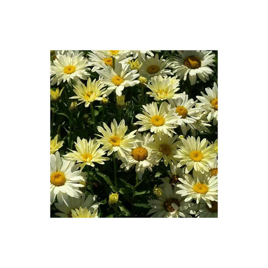 Marguerite d'été banana cream® lot de 5 godets