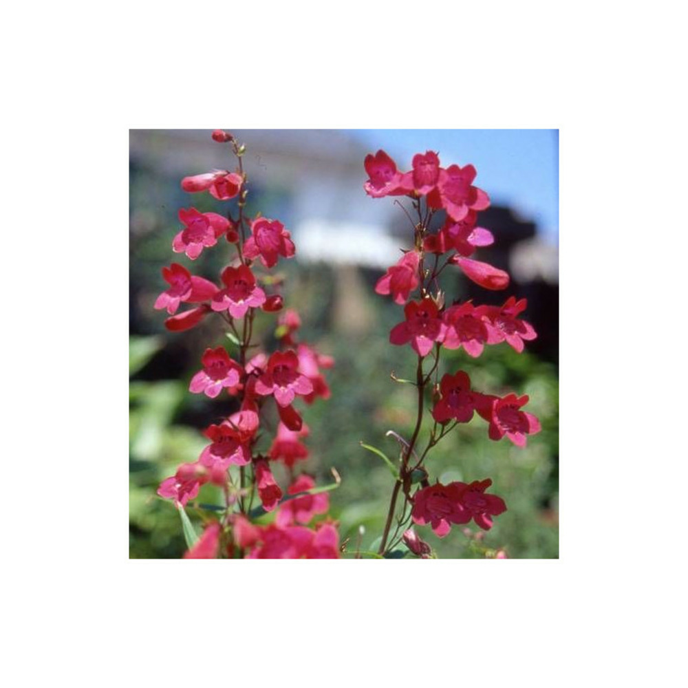 Penstemon schoenholzeri lot de 5 godets