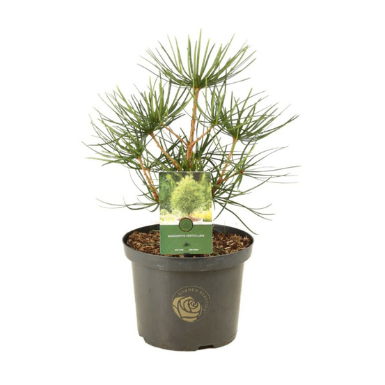 Pin parasol du japon - sciadopitys verticillata 40/50cm pot 5l