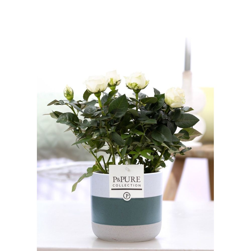 Rosier blanc en pot céramique - ø12cm - ↕30cm - plante d’extérieur