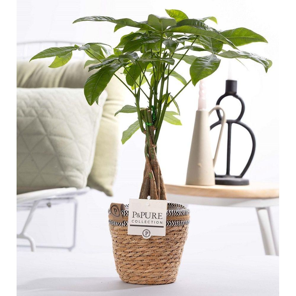 Pachira aquatica en panier - ø12cm - ↕45cm - plante d’intérieur