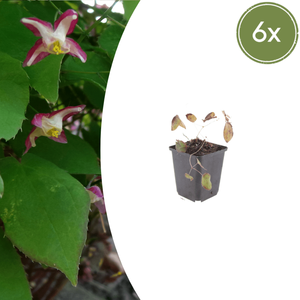 Lot de 48 - fleur des elfes (epimedium rubrum) 'rubrum'