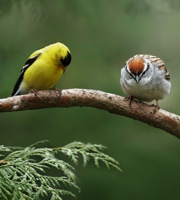 repousser les oiseaux indésirables au potager