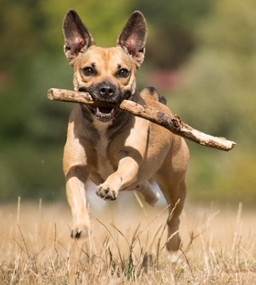 faire maigrir son chien