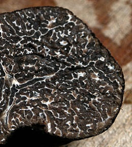 Comment faire pousser des truffes chez soi ?