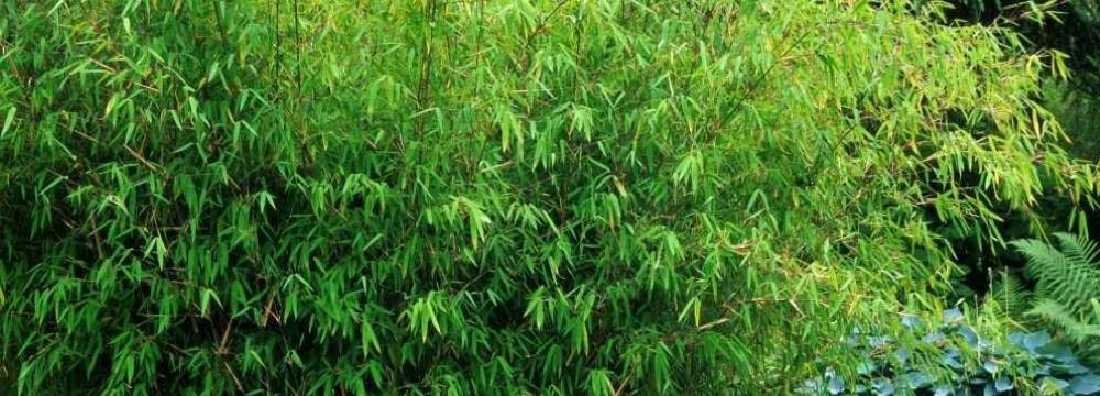 Fargesia gansu - set de 2 - bambou non invasif - pot 17cm - hauteur 50-70cm
