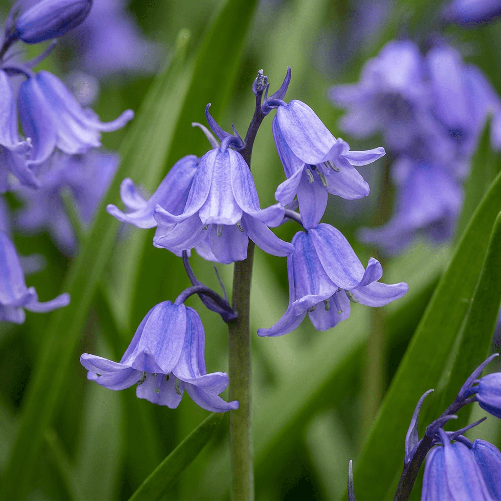 Jacinthe des bois (hyacinthoides) - calibre 7/8 - 40 bulbes