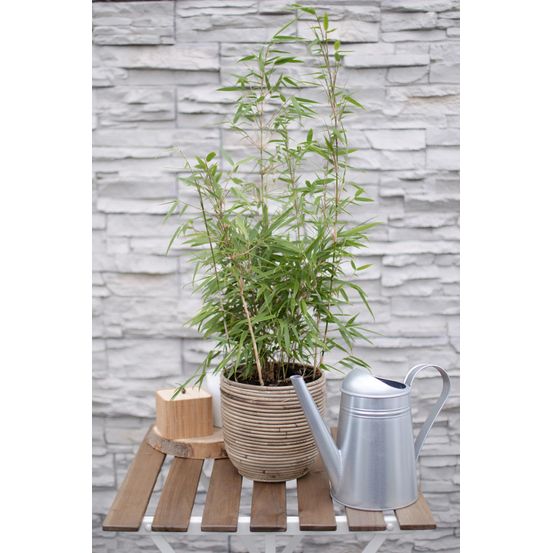 Fargesia rufa - h50-80 cm - ø19-29 cm