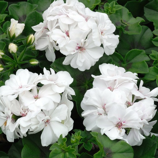 Géranium zonale blanc - le pot / ø 13cm