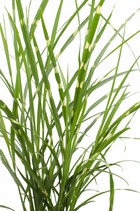 Miscanthus sinensis '' - ↨60cm - ø23 - plante d'extérieur graminée