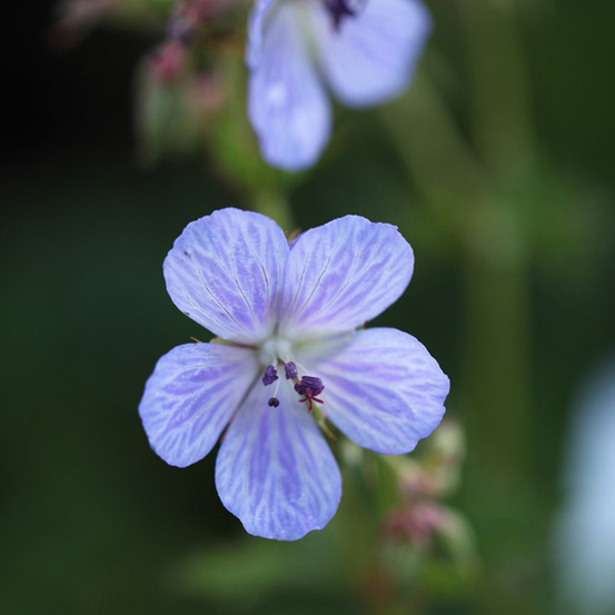 6 x géranium vivace des près - geranium pratense 'mrs kendall clark' - godet 9cm x 9cm