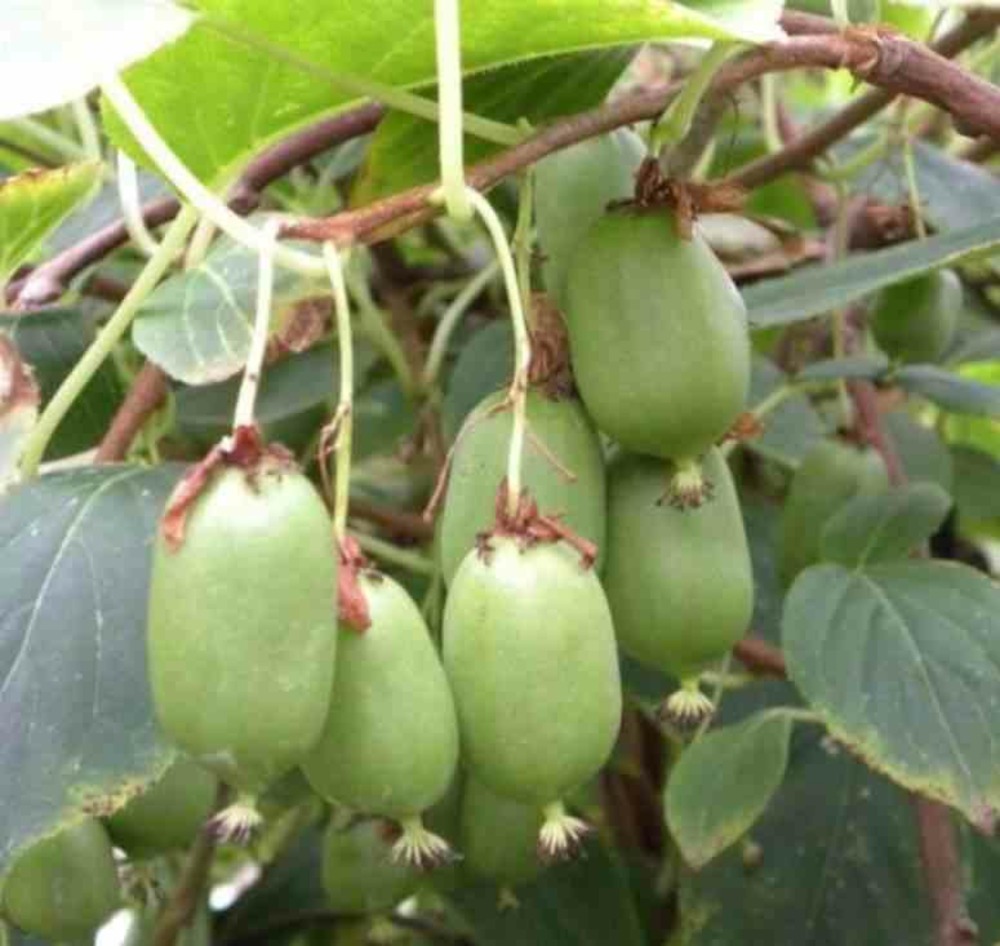 Actinidia arguta issai ( kiwai, nergi, kiwi de sibérie, kiwi nain) pot de 2 litres ? 40/60 cm