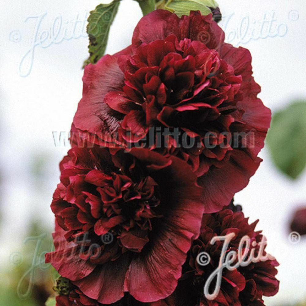Rose trémière chater's double pourpre godet - 5/20 cm