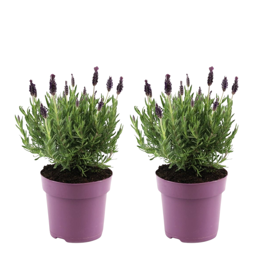 Lavande vraie - set de 2 - lavandula stoechas 'anouk' - hauteur 25-35cm - ⌀15cm