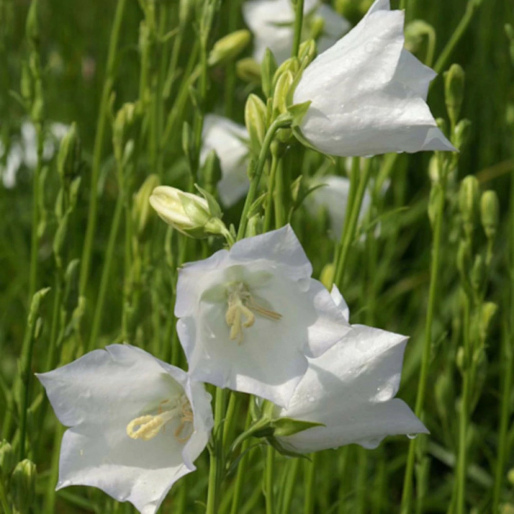 Campanule à feuilles de pêcher blanche lot de 9 godets
