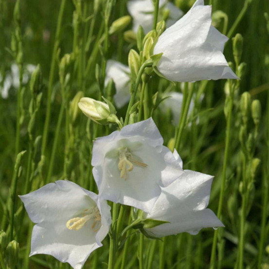 Campanule à feuilles de pêcher blanche lot de 9 godets