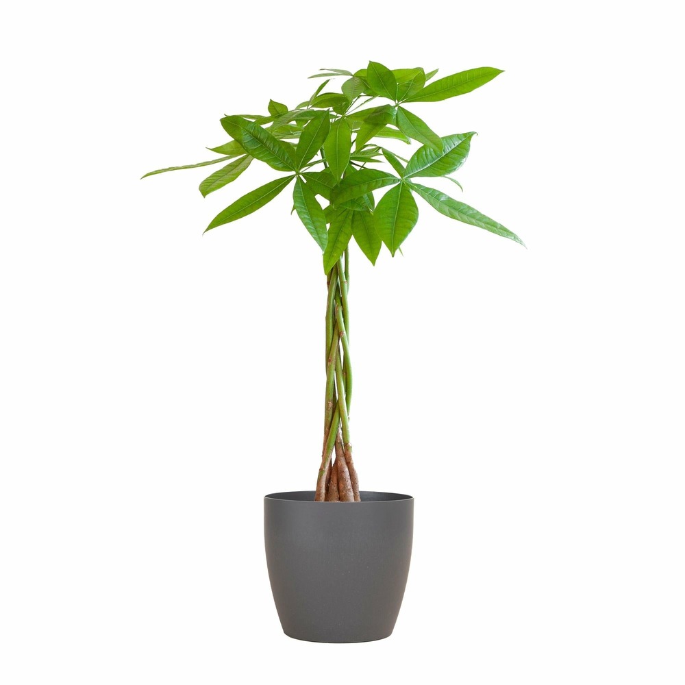 Pachira aquatica et son pot gris - hauteur 80cm