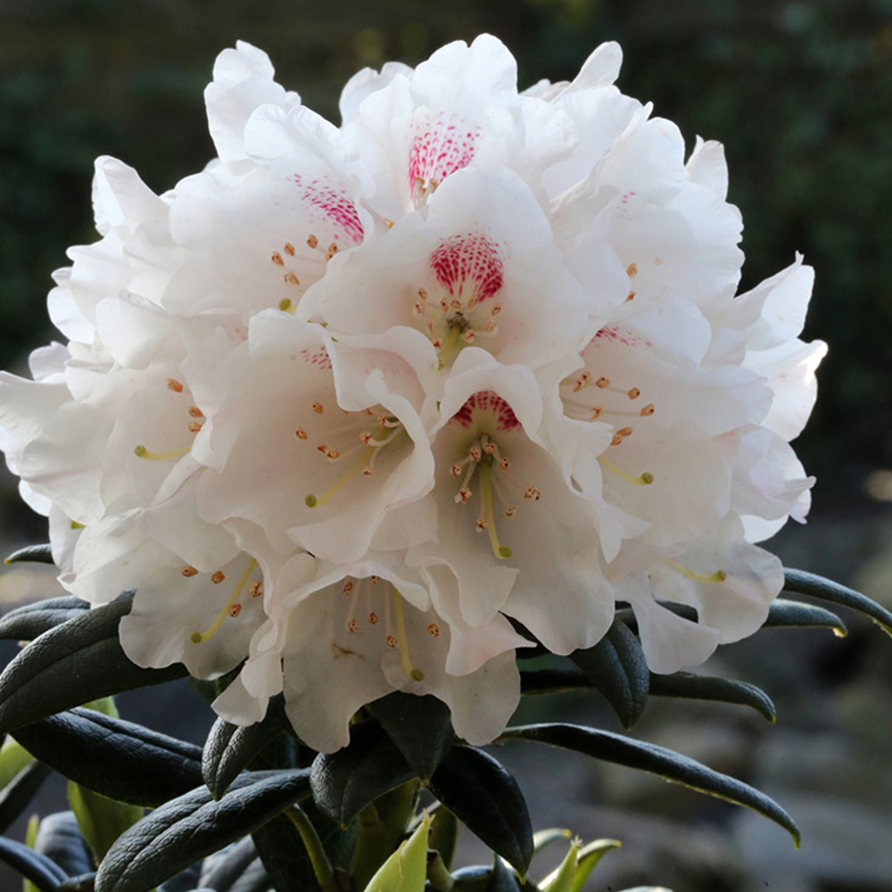 Rhododendron roxieanum blewbury - rhododendron nain pot de 4l/5l