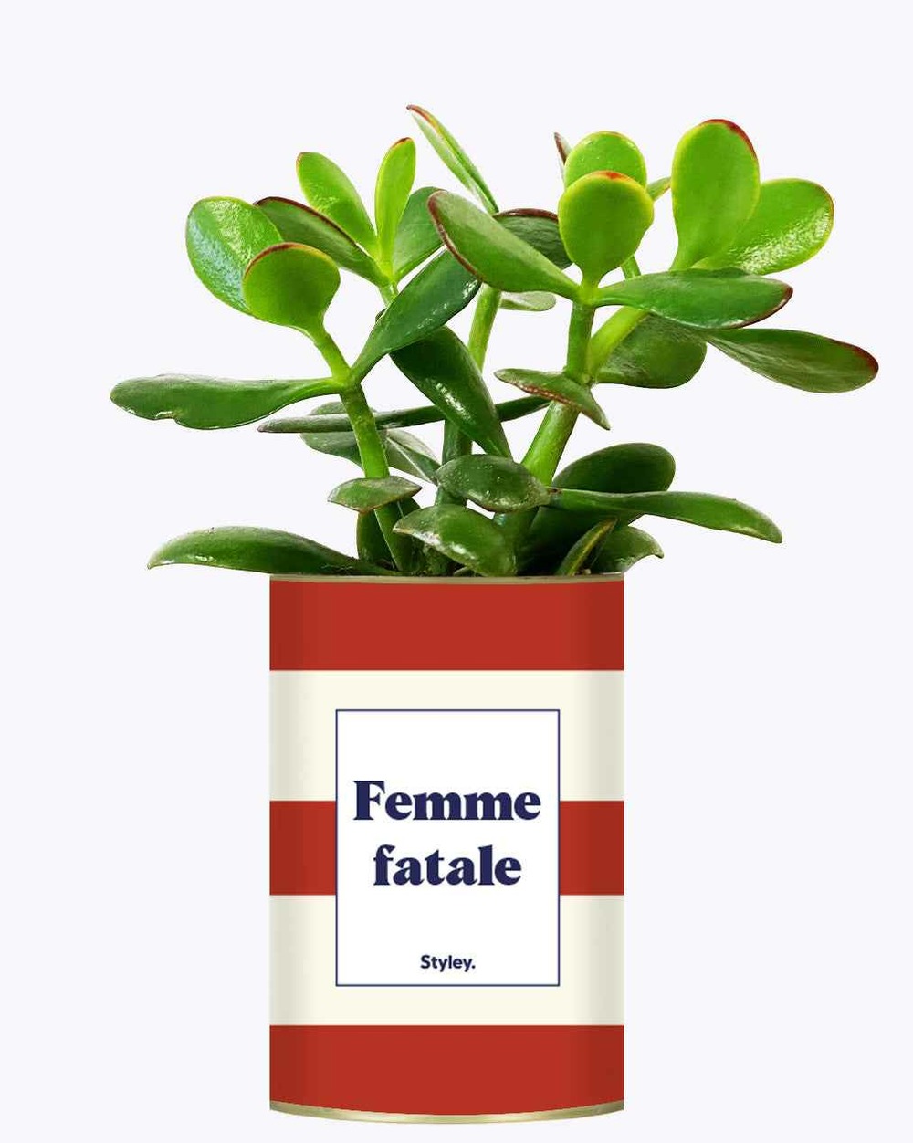 Plante personnalisée - femme fatale - cactus