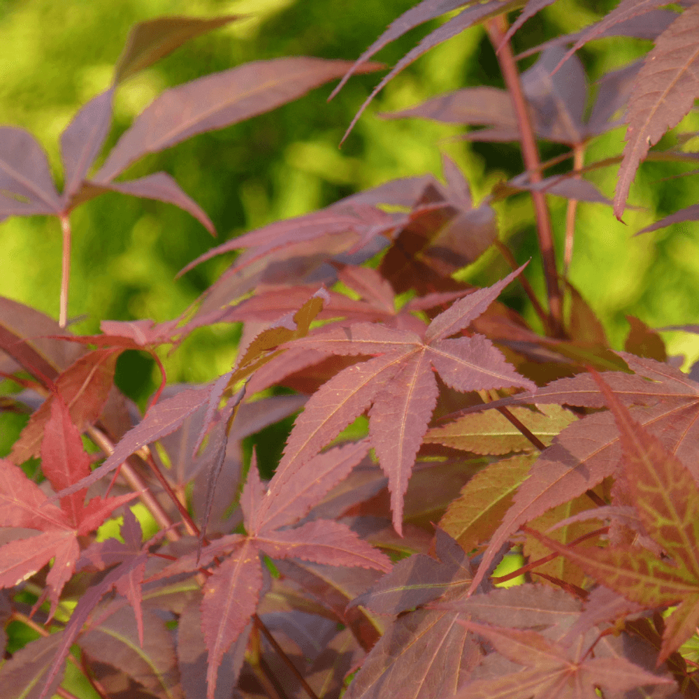 Érable palmé vin rouge - acer palmatum redwine 40cm